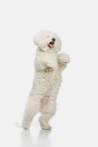 Een hond van Bichon frize RAS geïsoleerd op witte kleur — Stockfoto