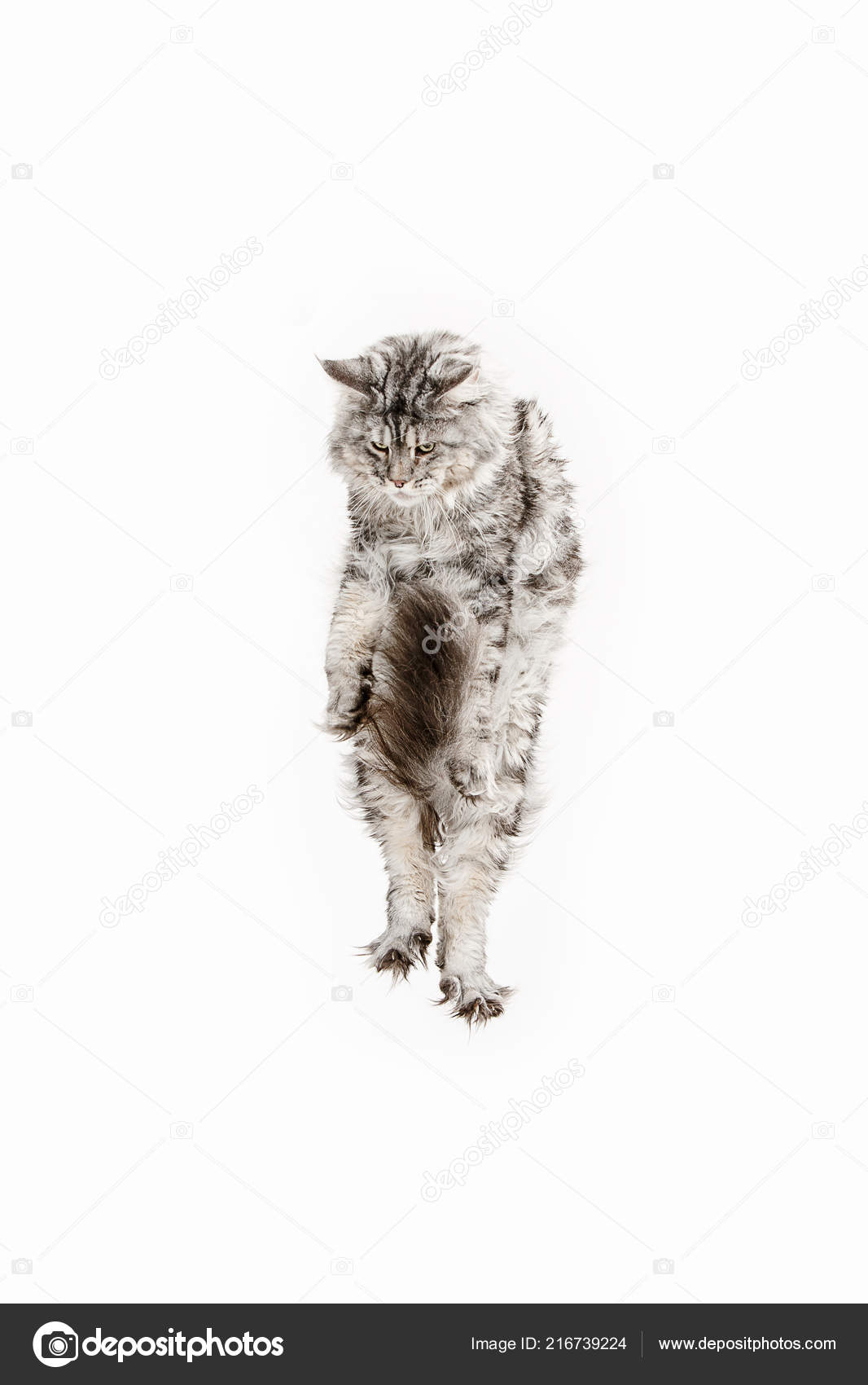 Maine Coon Jumping Looking Away Isolated White Studio Stock Photo by