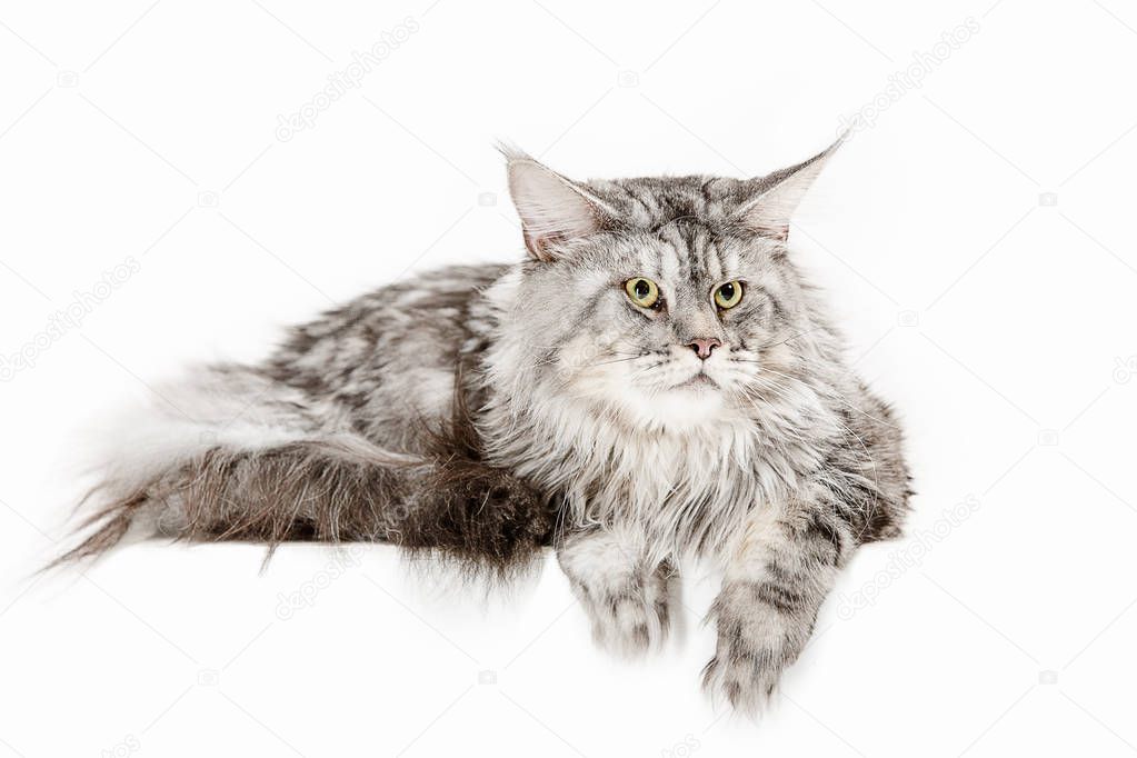Maine Coon sitting and looking away, isolated on white