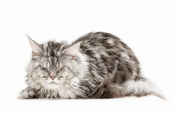 Maine Coon sentado e olhando para longe, isolado em branco — Fotografia de Stock