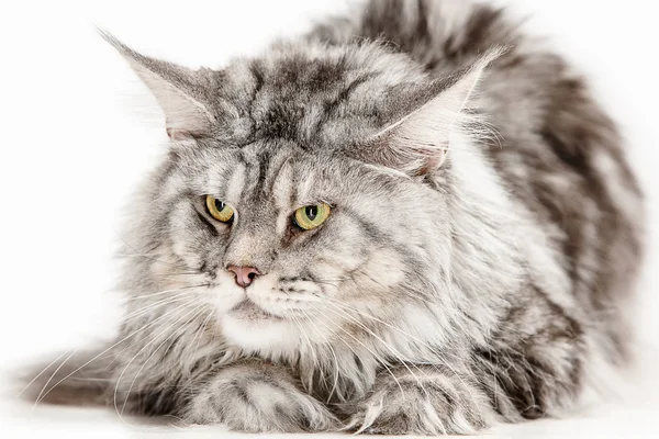 Maine Coon sentado e olhando para longe, isolado em branco — Fotografia de Stock