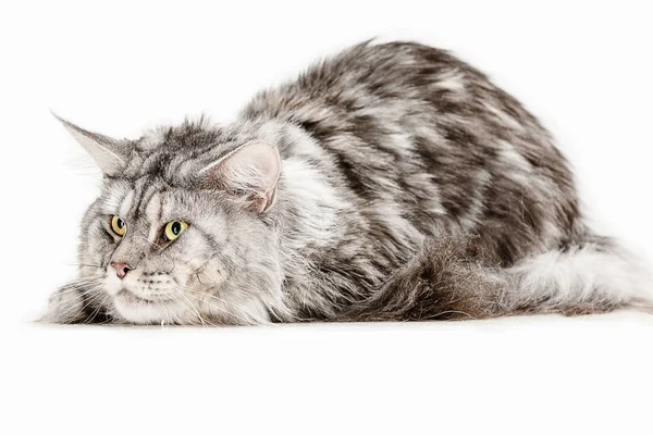 Maine Coon sentado e olhando para longe, isolado em branco — Fotografia de Stock