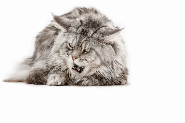 Maine Coon vergadering en op zoek weg, geïsoleerde op wit — Stockfoto