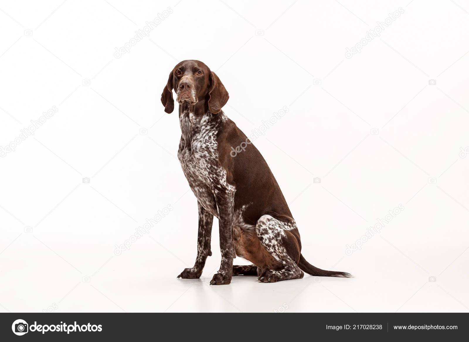 German Shorthaired Pointer Kurzhaar Puppy Dog Isolated On White