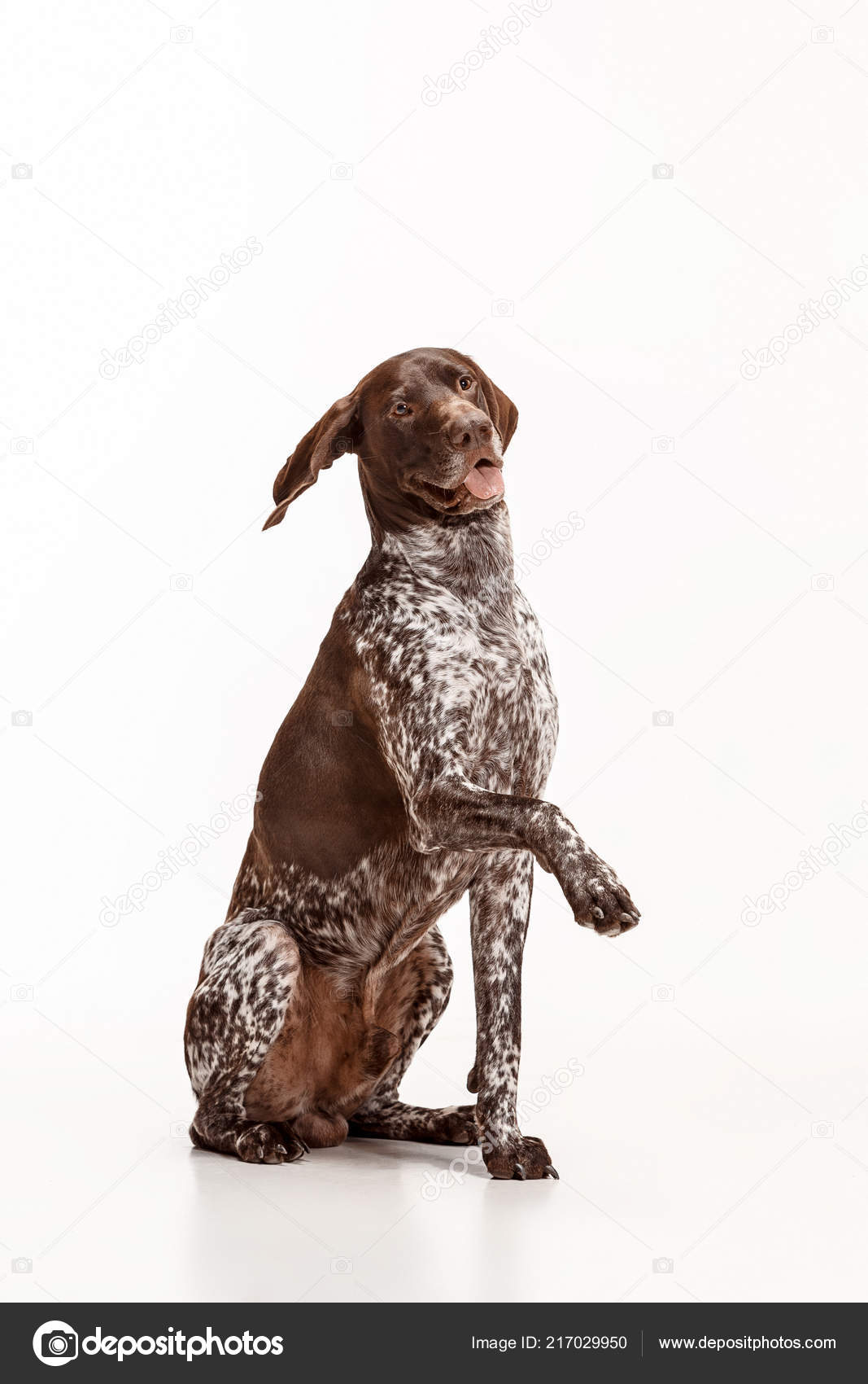 German Shorthaired Pointer Kurzhaar Puppy Dog Isolated On White