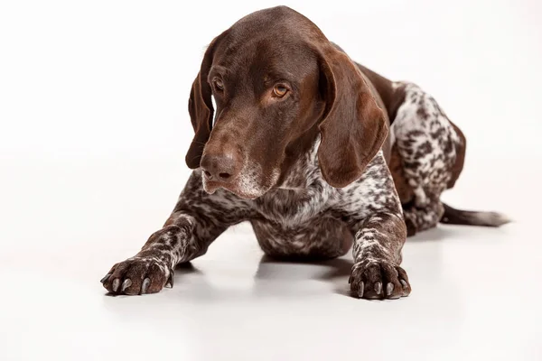 Kortharige Duitse - Kurzhaar puppy hondje geïsoleerd op witte achtergrond — Stockfoto