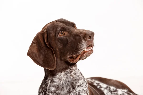 Kortharige Duitse - Kurzhaar puppy hondje geïsoleerd op witte achtergrond — Stockfoto