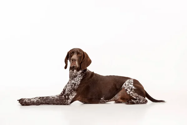 Deutsch kurzhaariger Zeiger - kurzhaar Welpe Hund isoliert auf weißem Hintergrund — Stockfoto