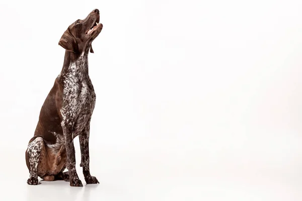 Tysk korthåret pointer - Kurzhaar hvalp hund isoleret på hvid baggrund - Stock-foto