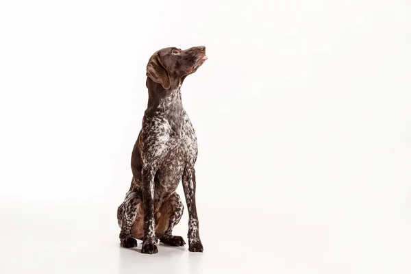 Kortharige Duitse - Kurzhaar puppy hondje geïsoleerd op witte achtergrond — Stockfoto
