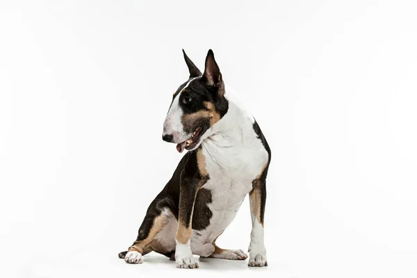 Бультер'єр тип собаки на білому тлі — стокове фото