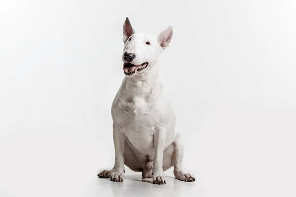 Bull Terrier tipo Perro sobre fondo blanco — Foto de Stock