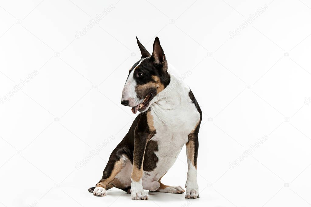 Bull Terrier type Dog on white background