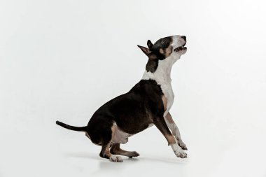 Beyaz arka plan üzerinde boğa korkunç türü köpek