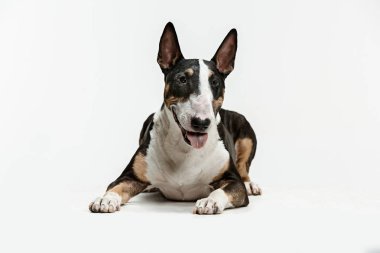 Boğa korkunç türü köpek beyaz stüdyo arka plan üzerinde