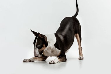 Beyaz arka plan üzerinde boğa korkunç türü köpek