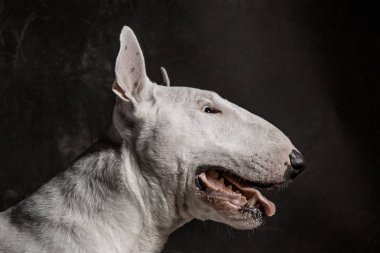 Boğa korkunç türü köpek siyah arka plan üzerine