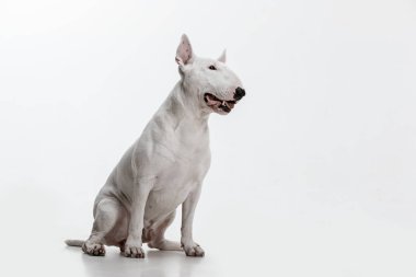 Beyaz arka plan üzerinde boğa korkunç türü köpek