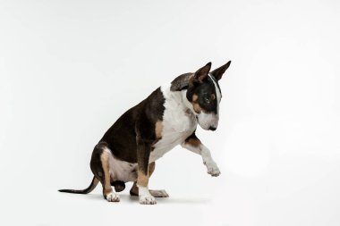 Beyaz arka plan üzerinde boğa korkunç türü köpek