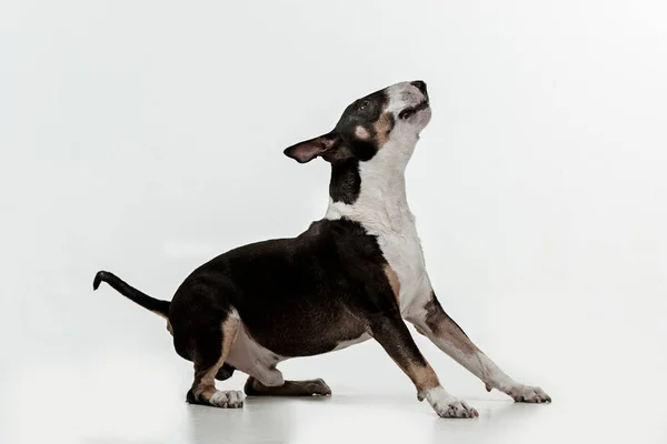 Bull Terrier tipo cão no fundo branco — Fotografia de Stock