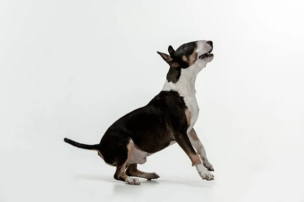 Bull Terrier tipo Perro sobre fondo blanco — Foto de Stock