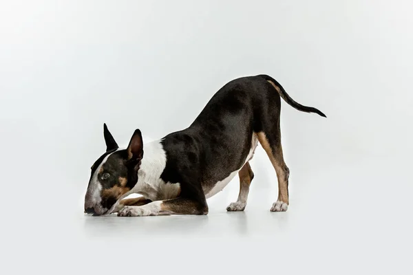 Bull Terrier tipo Perro sobre fondo blanco — Foto de Stock