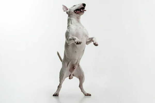 Bull Terrier tipo cão no fundo branco — Fotografia de Stock