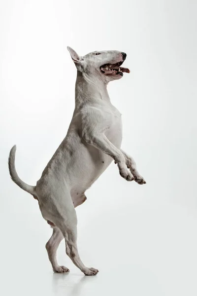 Bull Terrier tipo Cane su sfondo bianco — Foto Stock