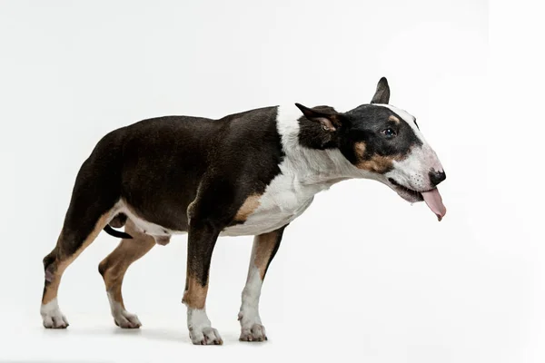 Bull Terrier Tipo Perro Sobre Fondo Blanco Estudio — Foto de Stock