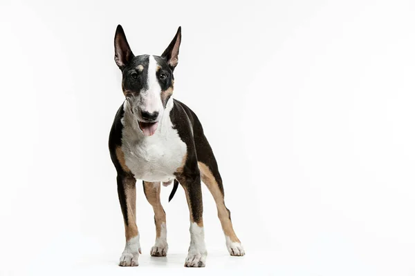 Bull Terrier típus kutya fehér háttér — Stock Fotó