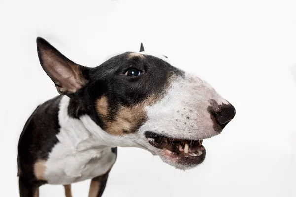 Bull Terrier type hond op witte achtergrond — Stockfoto