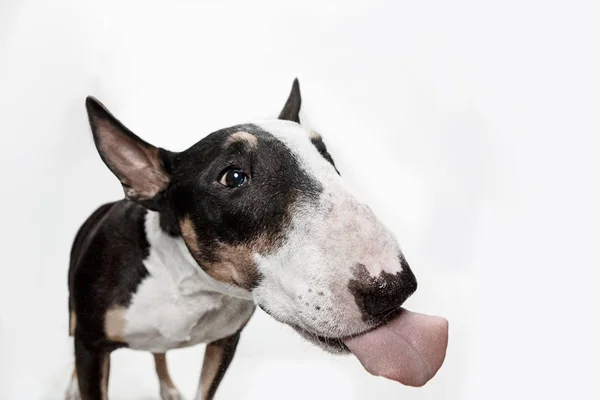 Bull Terrier type hond op witte achtergrond — Stockfoto