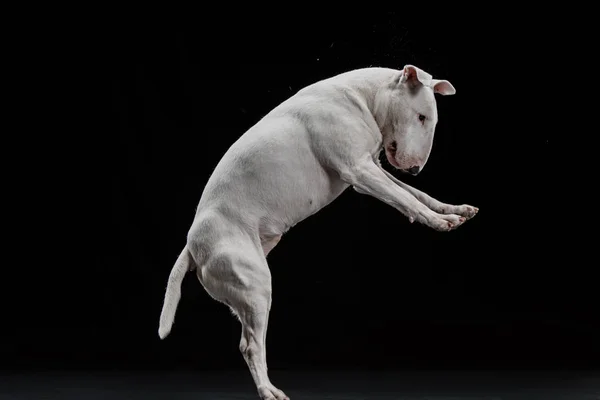 Bull Terrier tipo cão no fundo preto — Fotografia de Stock