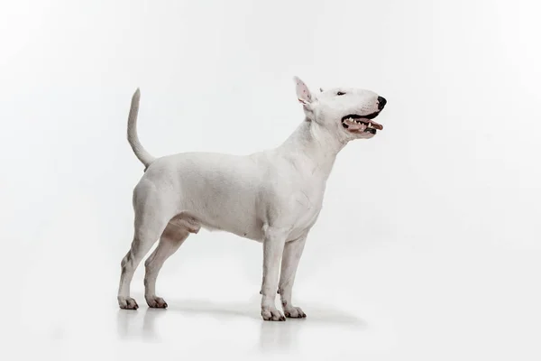 Bull Terrier tipo Perro sobre fondo blanco — Foto de Stock