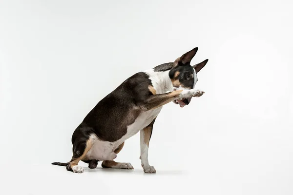 Bull Terrier tipo Perro sobre fondo blanco — Foto de Stock