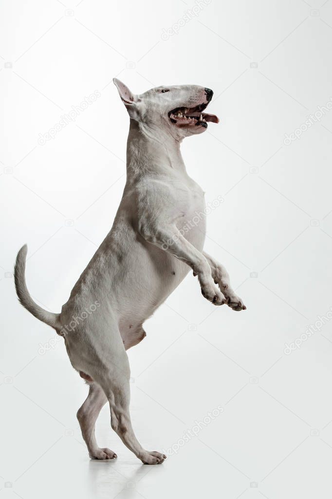 Bull Terrier type Dog on white background