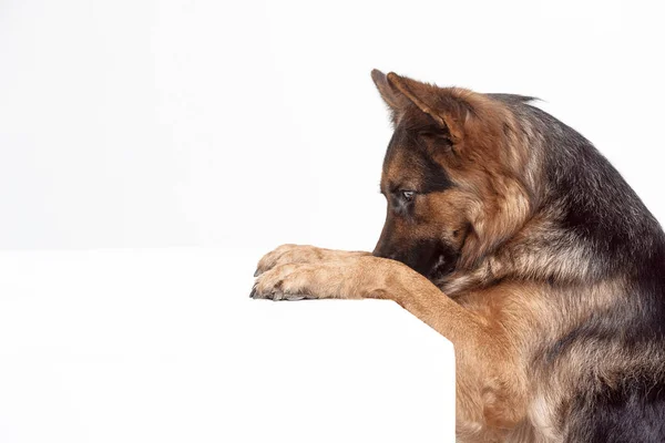 Chien de berger Shetland assis devant un fond blanc — Photo