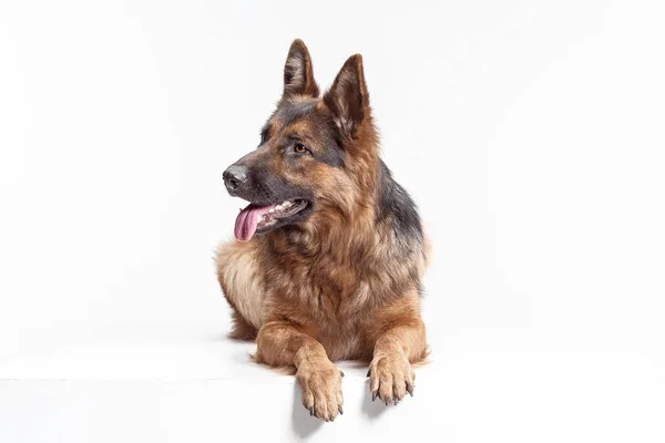 Shetland Sheepdog sentado frente a un fondo blanco — Foto de Stock