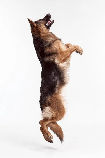 Shetland Sheepdog de pie frente a un fondo blanco — Foto de Stock