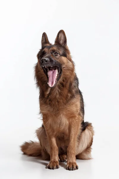 Shetland Sheepdog sitter framför en vit bakgrund — Stockfoto