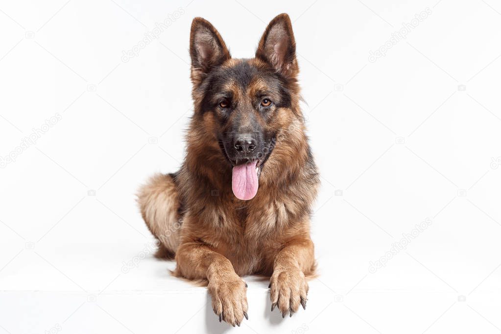 Shetland Sheepdog sitting in front of a white background