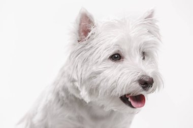 Batı highland terrier beyaz arka plan önünde