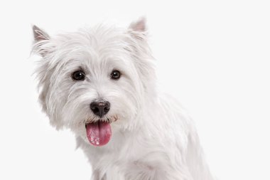 Batı highland terrier beyaz arka plan önünde
