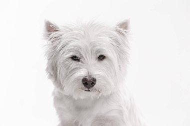 Batı highland terrier beyaz arka plan önünde