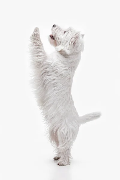 West Highland terrier en frente de fondo blanco —  Fotos de Stock