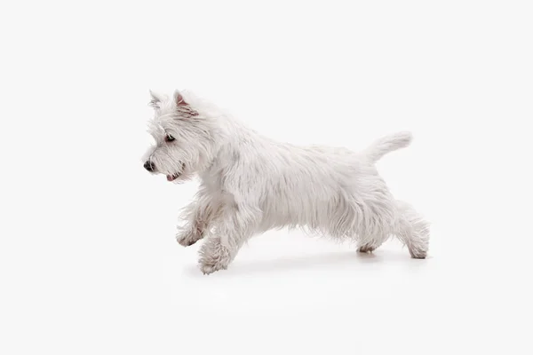 West highland terrier fehér háttér előtt — Stock Fotó