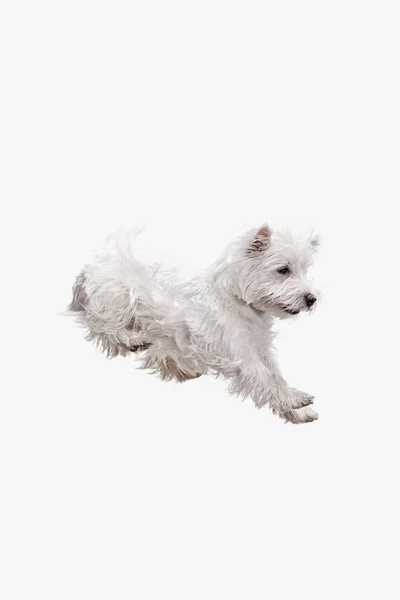 West highland terrier in front of white background — Stock Photo, Image