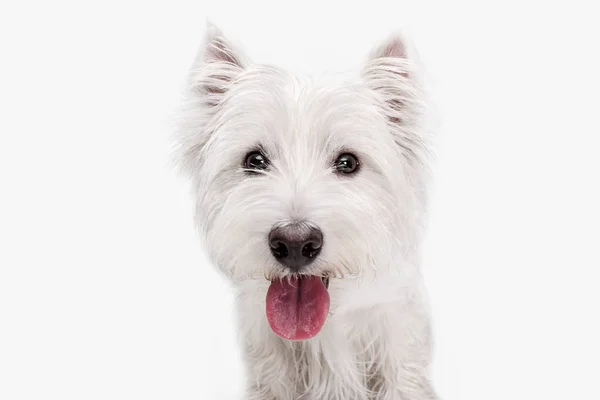 Oeste highland terrier na frente de fundo branco — Fotografia de Stock