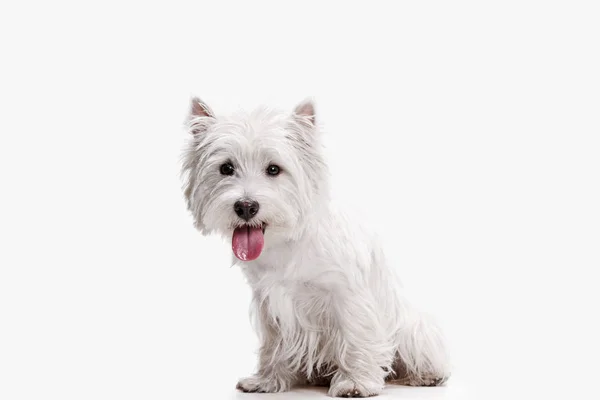 Oeste highland terrier na frente de fundo branco — Fotografia de Stock