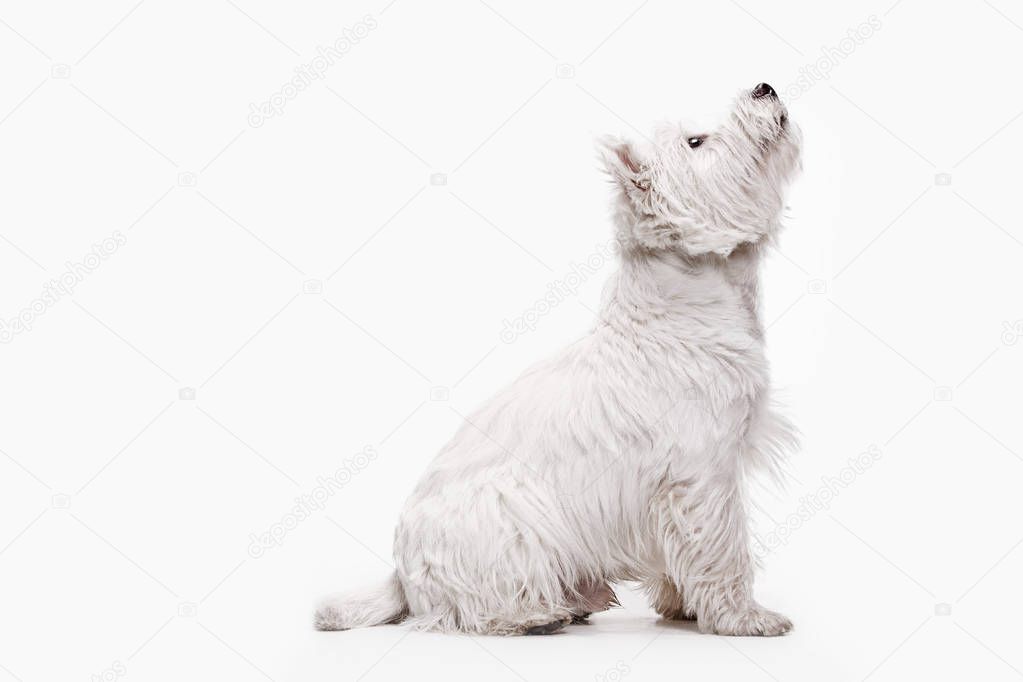 west highland terrier in front of white background